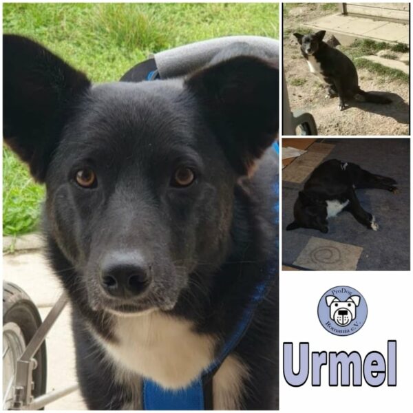 URMEL - Gnadenplatzhund seit dem 29.09.2018