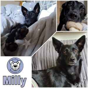 MILLY (*MILKY) - Gnadenplatzhund seit dem 01.09.2019
