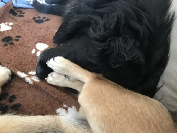 MICK - Gnadenplatzhund seit dem 10.01.2021 - RBB 05/2025 – Bild 10