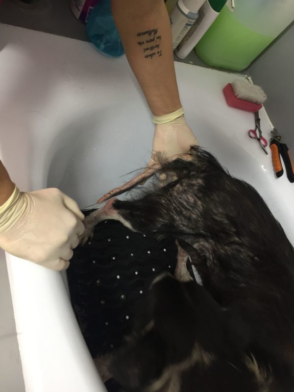 AMY - auf Pflegestelle in PLZ 1 - vermittelt – Bild 3