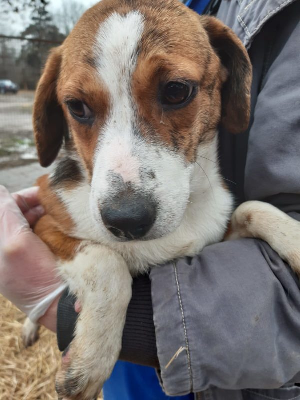 CHRISSI - reserviert Tierschutz Team - vermittelt – Bild 3
