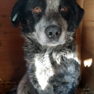 JOKER - reserviert (Sasi) - vermittelt