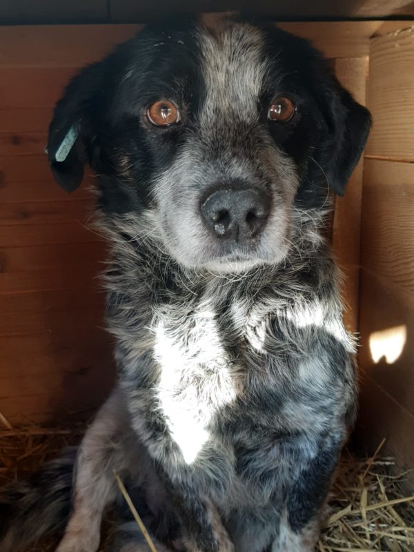 JOKER - reserviert (Sasi) - vermittelt