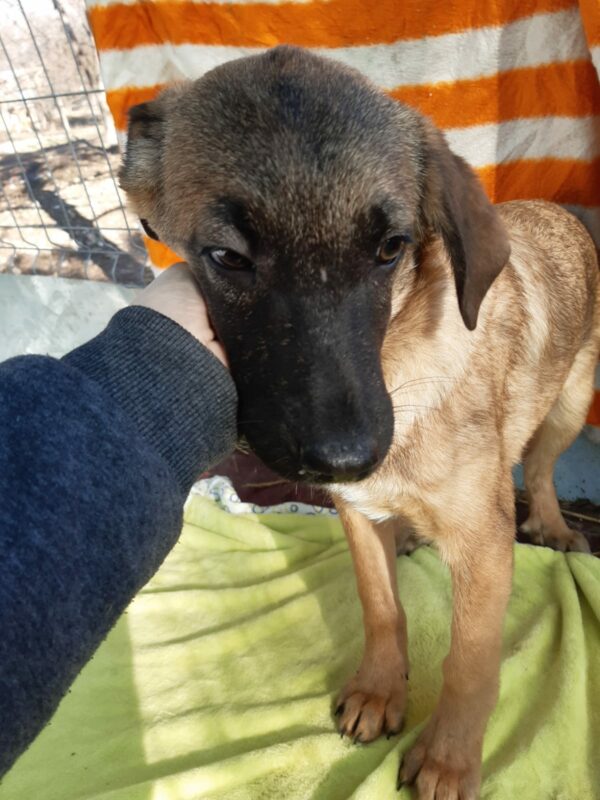 BALOU - reserviert NadineH - vermittelt – Bild 4