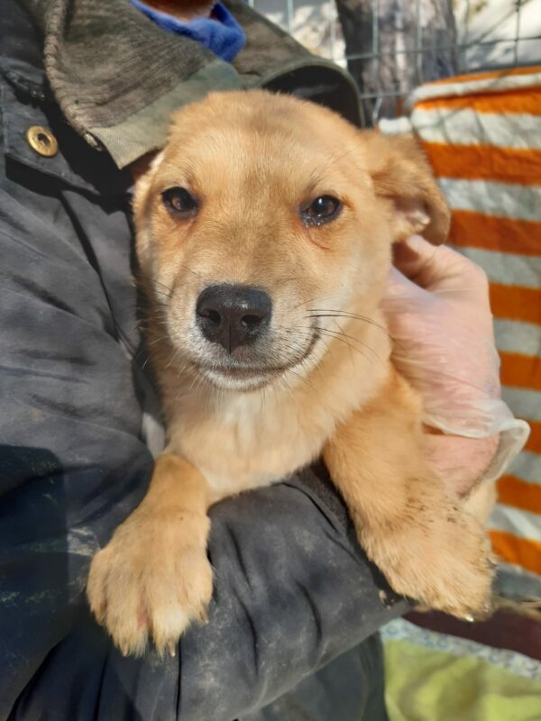BETTY - reserviert Lorraine - vermittelt – Bild 3