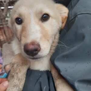 YALA - reserviert für ES (MG) - vermittelt