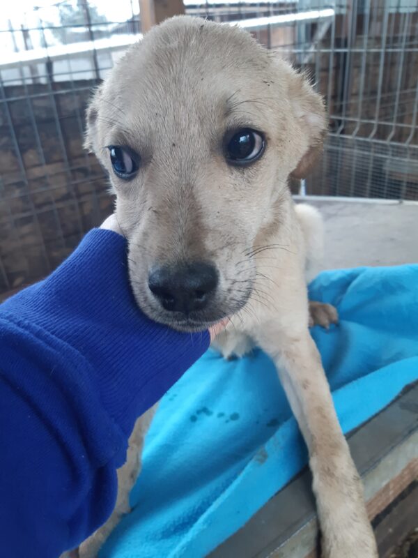 LUCKY - reserviert Hundeengel - vermittelt – Bild 3