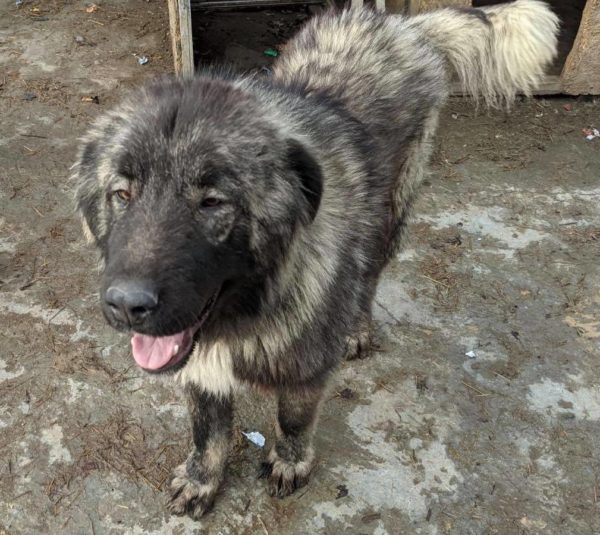 PUMBA - reserviert Manuela - vermittelt – Bild 2