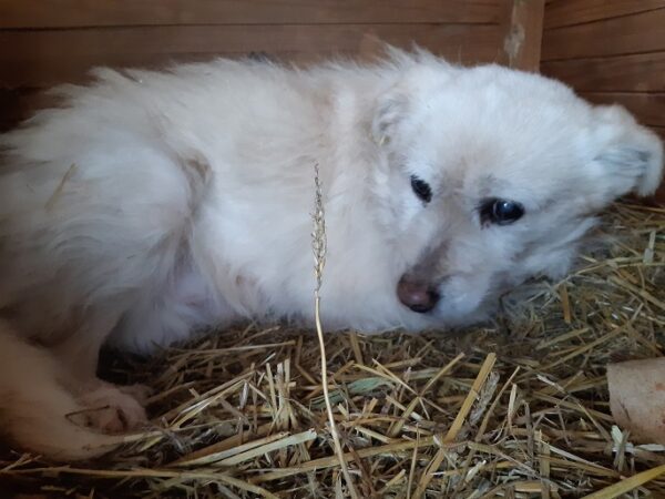 PAOLO - fast blind - reserviert Tierschutzteam Rösrath - vermittelt – Bild 3