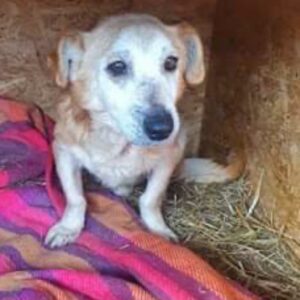 TUFFINO - reserviert Tierschutzteam Rösrath - vermittelt