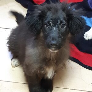 VINCENT - reserviert Vergessene Pfoten Stuttgart - vermittelt