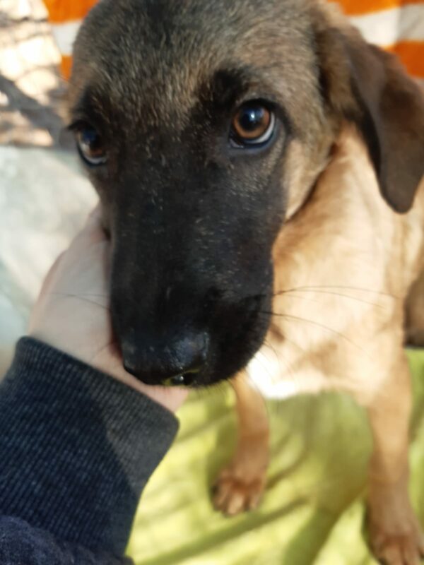 BALOU - reserviert NadineH - vermittelt – Bild 2