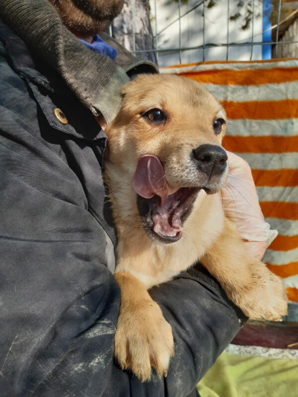 BETTY - reserviert Lorraine - vermittelt – Bild 4