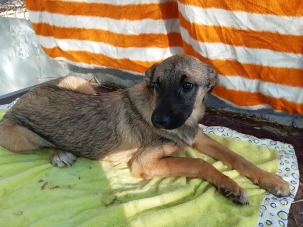 NICKY - reserviert Lorraine - vermittelt – Bild 4