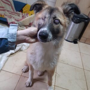 DASHA - blind - reserviert Vergessene Pfoten Stuttgart - vermittelt