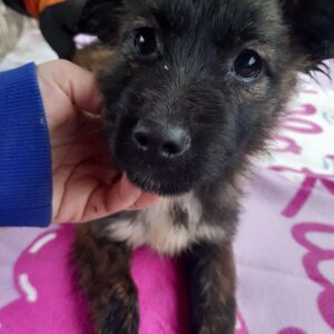 KYRA - reserviert für ES (MG) - vermittelt