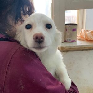 MANOU - in ROU vermittelt