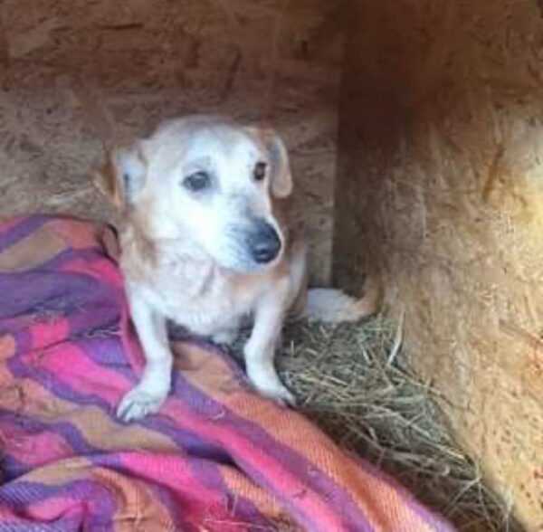 TUFFINO - reserviert Tierschutzteam Rösrath - vermittelt – Bild 2