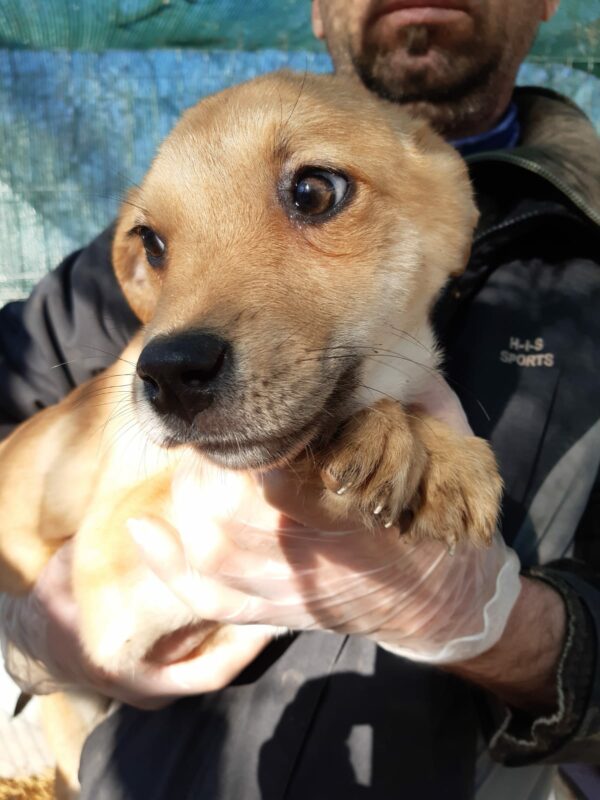 BETTY - reserviert Lorraine - vermittelt – Bild 5