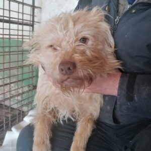 MARC - reserviert Tierschutzteam Rösrath - vermittelt