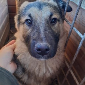 NOAH – reserviert Arche Noah Bidingen - vermittelt