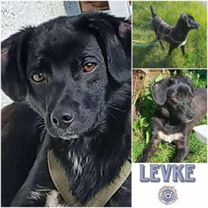 LEVKE (♀) in 55583 Bad Kreuznach
