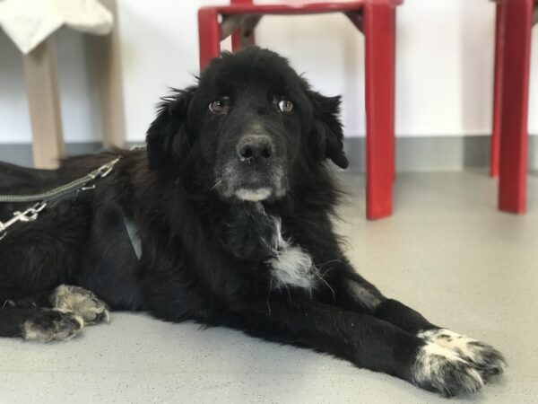 MICK - Gnadenplatzhund seit dem 10.01.2021 - RBB 05/2025 – Bild 9