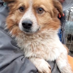 PABLO - reserviert 4animals - vermittelt