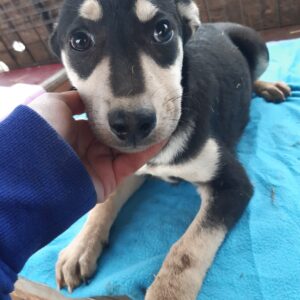 AIRO - reserviert Kathleen Müller - vermittelt