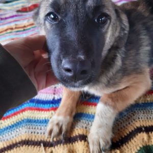 POLLY - reist auf PS in PLZ 5 - vermittelt