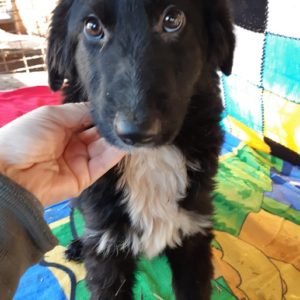 LAILA – reserviert Arche Noah Bidingen - vermittelt