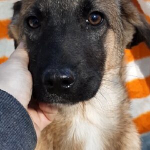 BALOU - reserviert NadineH - vermittelt