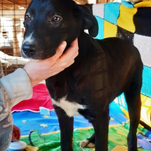 TICO – reserviert Arche Noah Bidingen - vermittelt
