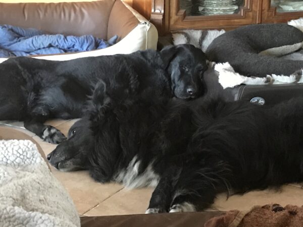 MICK - Gnadenplatzhund seit dem 10.01.2021 - RBB 05/2025 – Bild 7
