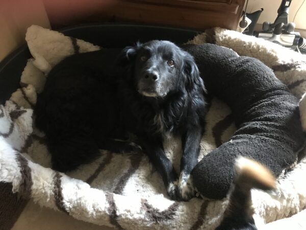 MICK - Gnadenplatzhund seit dem 10.01.2021 - RBB 05/2025 – Bild 8