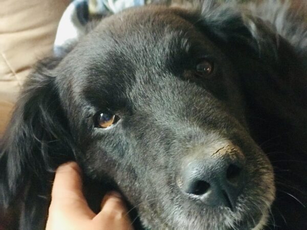MICK - Gnadenplatzhund seit dem 10.01.2021 - RBB 05/2025 – Bild 5
