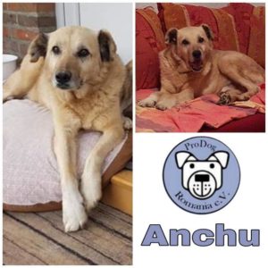 ANCHU - vermittelt