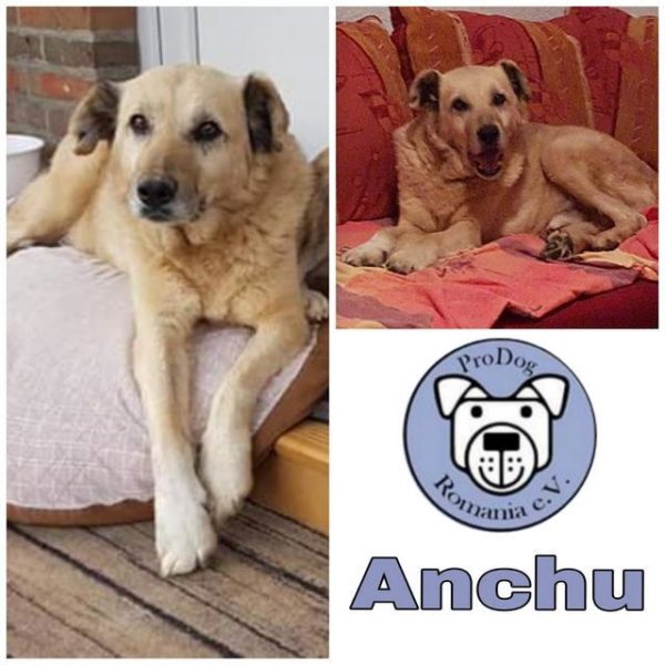 ANCHU - vermittelt