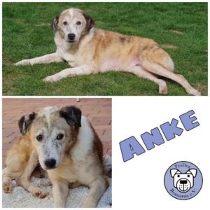 Anke - Gnadenplatzhund seit dem 22.09.2019