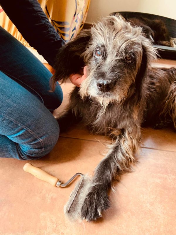 BENTJE - Gnadenplatzhund seit dem 20.10.2018 - RBB 13.06.2022 – Bild 12