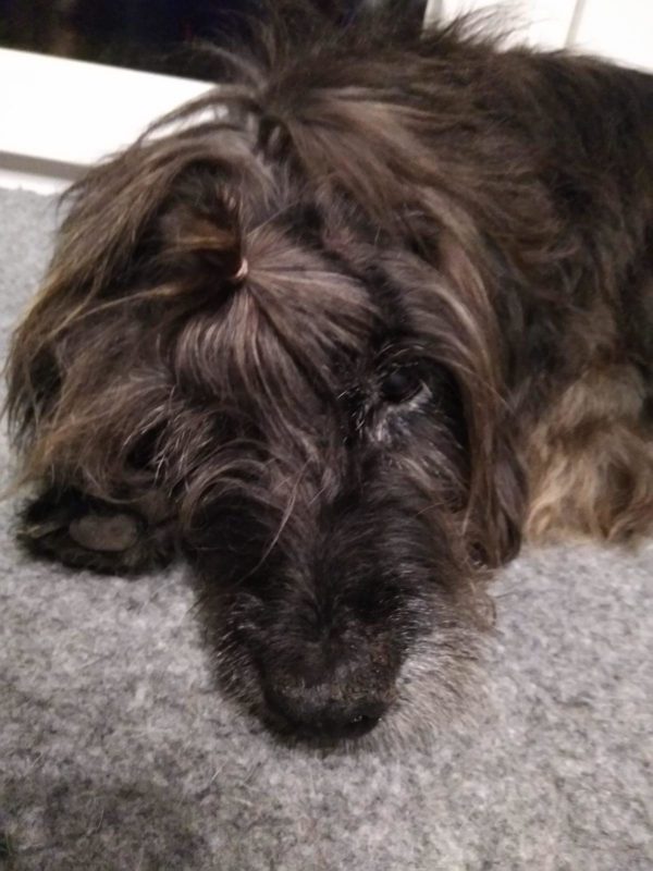 BENTJE - Gnadenplatzhund seit dem 20.10.2018 - RBB 13.06.2022 – Bild 11