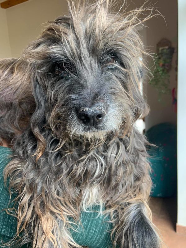 BENTJE - Gnadenplatzhund seit dem 20.10.2018 - RBB 13.06.2022 – Bild 10