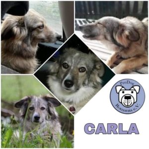 CARLA - Gnadenplatzhund seit dem 01.09.2020