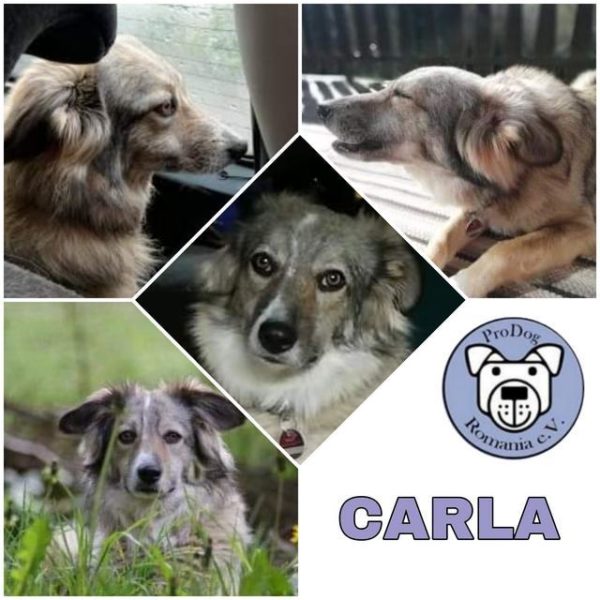 CARLA - Gnadenplatzhund seit dem 01.09.2020