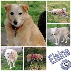 ELAINE - Gnadenplatzhund seit dem 15.12.2019 - RBB 06.08.24
