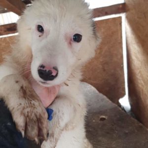 MOLLY - reist auf PDR PS in PLZ 6 - vermittelt