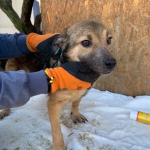CLEO – reserviert Arche Noah Bidingen - vermittelt