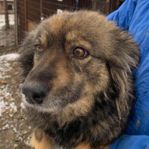 SAMBA - reserviert 4animals - vermittelt