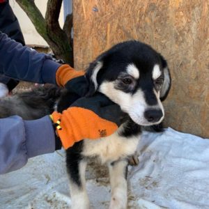 SHIRA - reserviert THL DogR - vermittelt