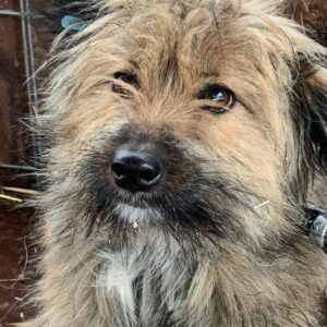 MINERVA - reserviert Hundescheune Fläming - vermittelt